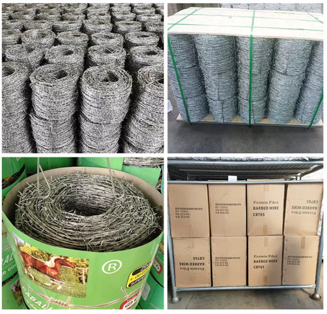 El Pvc verde cubrió el alambre de púas decorativo con 4 puntos 2 de la trenza del filamento 2