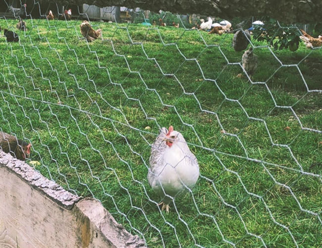 Agujero hexagonal galvanizado sumergido caliente del indicador 25m m de Mesh Fence 22 del pollo 1