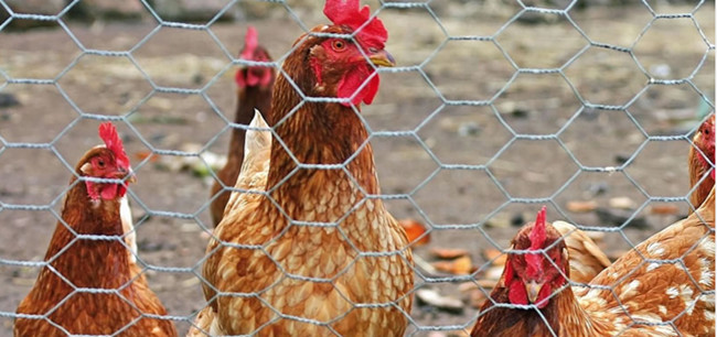 304 pollo de acero inoxidable Mesh Fence Hexagonal AISI EN10223 2