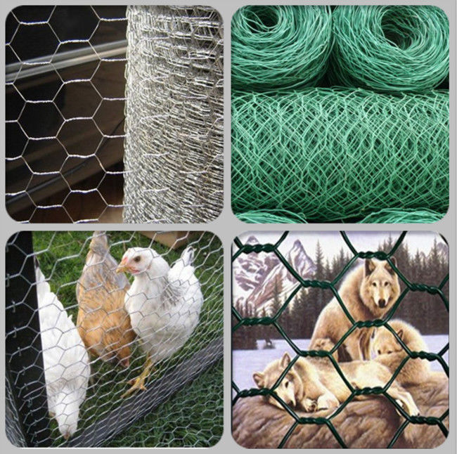 alambre de pollo revestido del negro vinilo verde de 25m m que cerca el 1in red de las aves de corral de 20 indicadores 1