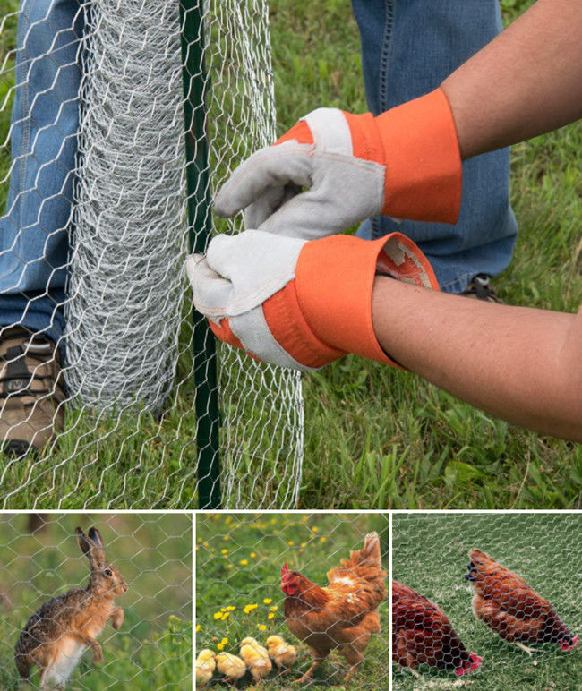 el PVC hexagonal galvanizado los 4ft de la tela metálica de las aves de corral cubrió el alambre de pollo BWG 12 2