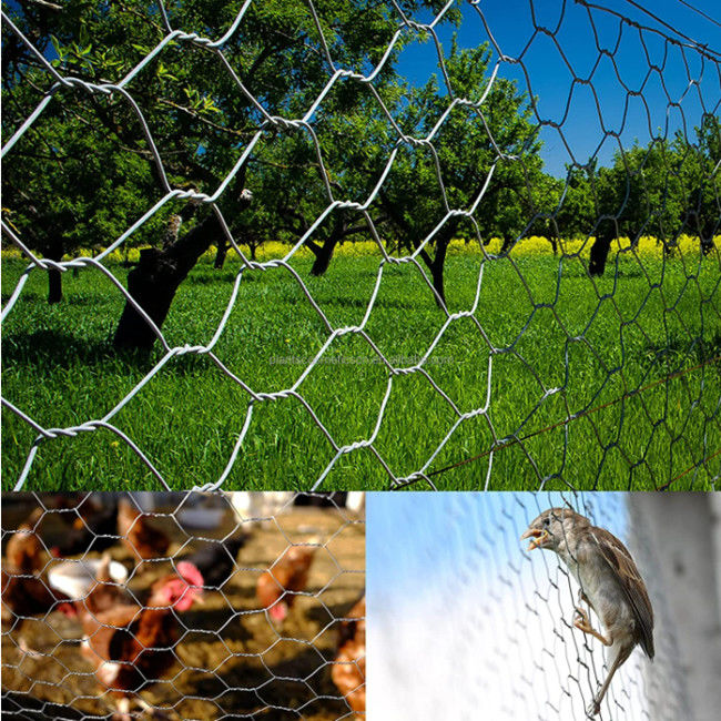 Oxidación anti pollo Mesh Fence Electro Galvanized BWG 25 los 0.5×25m de las aves de corral de 150 pies 1