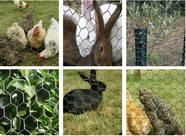 La inmersión caliente hexagonal galvanizó el alambre de pollo alto de los 6ft Mesh For Bird Cage 1