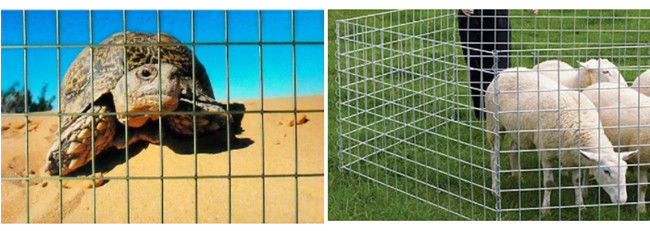 el alambre cubierto polvo Mesh Panels de la jaula del metal de 50×50×2.5m m los 2.2m galvanizó de acero 2